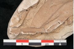 Foto (Detailansicht) von Eucalyptus sp. (NHMW-GEO-2024-0188-11466)